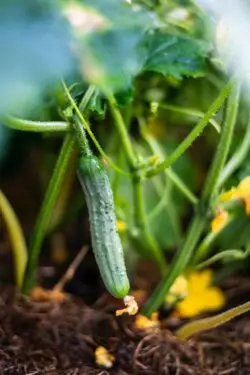 De pequeñito es que disciplino el pepino 3 melanie hauke GcMtydUJc8k unsplash