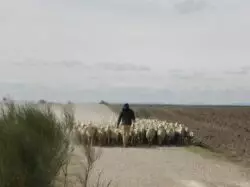 El Papa profundizó en lo que es ser la Buena Oveja del Señor 3 Ovejas