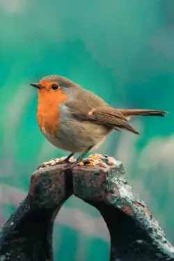 Temperancia e Intemperancia en la lucha Revolución y Contra-Revolución 4 aarn giri 3lGi0BXJ1W0 unsplash