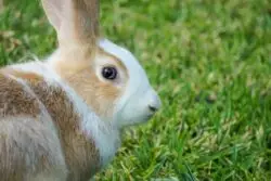 Cristo Resucitado, el huevo de pascua y la historia del conejillo en el sepulcro 3 9 2