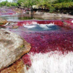 Cano Cristales Colombia