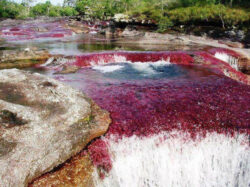 Cano Cristales Colombia