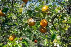 Liturgia dominical: El fruto de la generosidad 2 tamara malaniy tSaD7Y6 Xmg unsplash