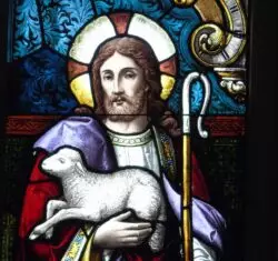 Pedro: el Papa de todos, también de las ovejas lastimadas 3 7 6