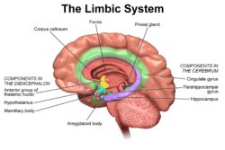Cerebro sensible: maravillosa esponja que absorbe como nadie el universo - Neuroanatomía con agua bendita (III) 2 2 2
