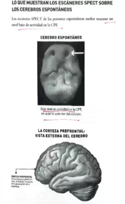 Cerebro espontáneo, de innovadores: Pero pueden ser muy impulsivos – Neuroanatomía con agua bendita (IV) 4 6 6 1