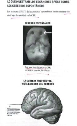 Los 6 tipos de cerebro: Neuroanatomía con agua bendita 10 6 6