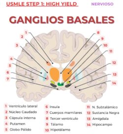 Cerebro prudente: se prepara bien, pero tiene demasiados miedos – Neuroanatomía con agua bendita (V) 2 7 8
