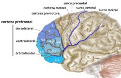 Prefrontal1 es