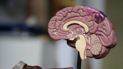 Los 6 tipos de cerebro: Neuroanatomía con agua bendita 2 robina weermeijer 3KGF9R 0oHs unsplash