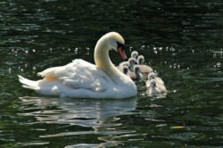 Ante una sociedad en estado de desesperación: buscar las ‘ventanas’ hacia Dios 3 Cisnes St. James Park